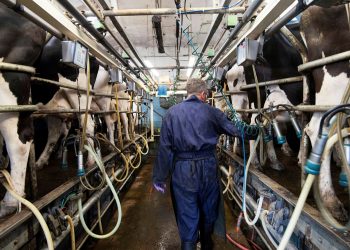 La economía política de la lechería