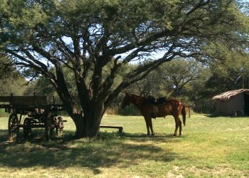Mapa de tradiciones argentinas: qué destinos visitar según la costumbre
