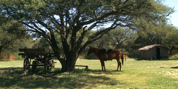 Mapa de tradiciones argentinas: qué destinos visitar según la costumbre