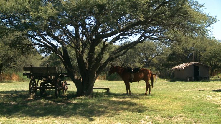 Mapa de tradiciones argentinas: qué destinos visitar según la costumbre