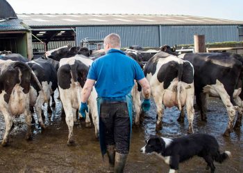 ¿Por qué más leche y mayor apertura comercial no resuelve el problema de la lechería?