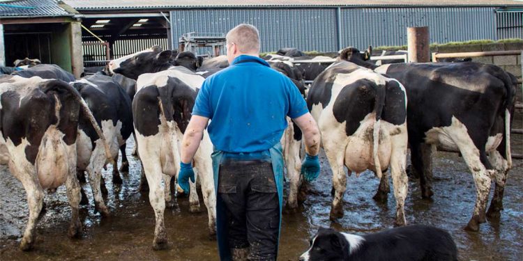 ¿Por qué más leche y mayor apertura comercial no resuelve el problema de la lechería?