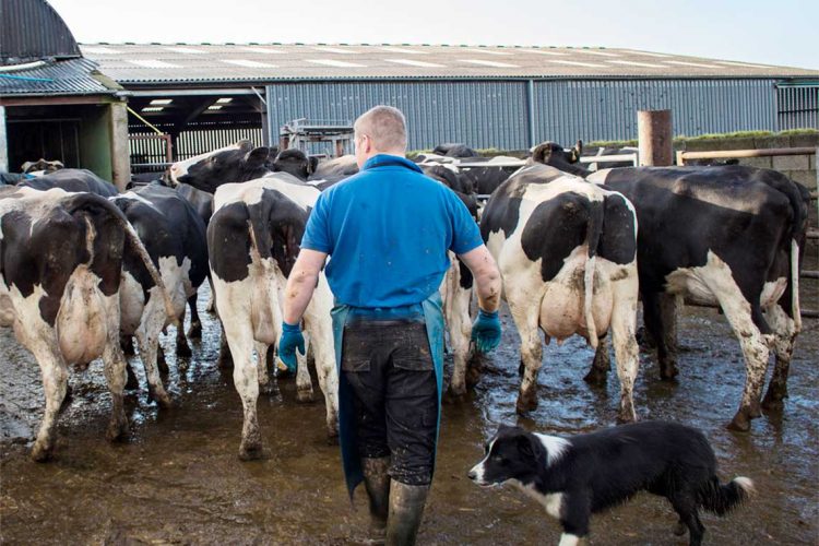 ¿Por qué más leche y mayor apertura comercial no resuelve el problema de la lechería?