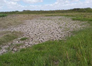 Falta de lluvias y altas temperaturas impactan en la ganadería y la agricultura