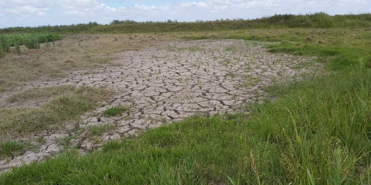 Falta de lluvias y altas temperaturas impactan en la ganadería y la agricultura