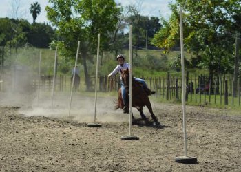 Cuarto de Milla, un caballo versátil y para todas las edades