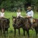 Cabalgata de Caballos Criollos para toda la familia
