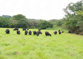 Mercado de haciendas: Se recuperan los precios y crece la faena