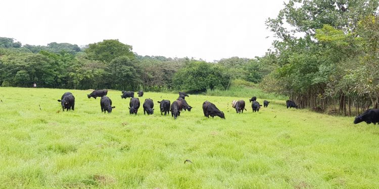 Mercado de haciendas: Se recuperan los precios y crece la faena