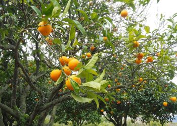 Producción citrícola crece 38%