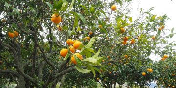 Producción citrícola crece 38%