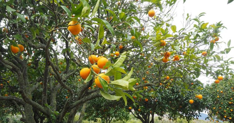 Producción citrícola crece 38%