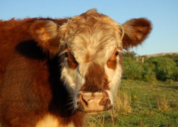 Suspenden vacuna de brucelosis de laboratorio de plaza