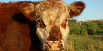 Suspenden vacuna de brucelosis de laboratorio de plaza