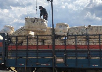 El precio de la lana cayó 2 centavos de dólar