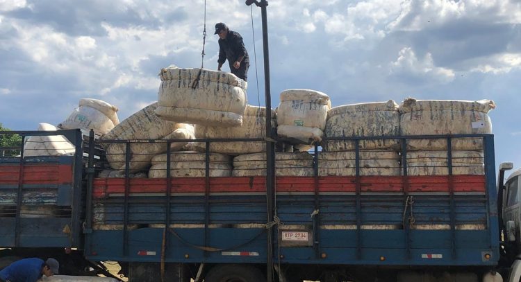 El precio de la lana cayó 2 centavos de dólar