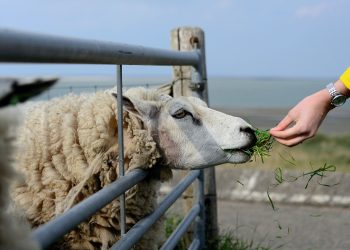Las ventas de lana en Australia cerraron su actividad sin dar sorpresas al mercado