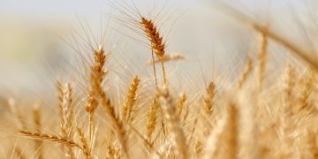 DIEA: Cultivos de invierno aumentaron su área 18% y los de verano 6%