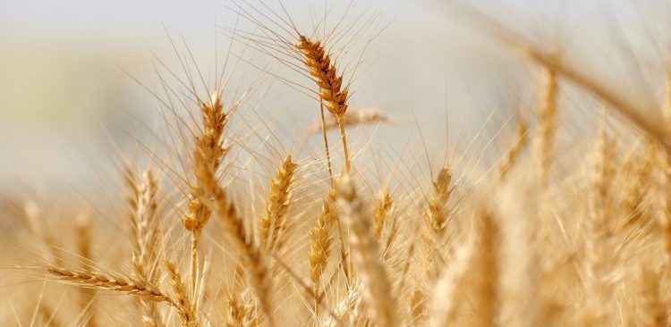 DIEA: Cultivos de invierno aumentaron su área 18% y los de verano 6%