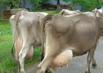 Hoy comenzó la devolución del Fondo Lechero