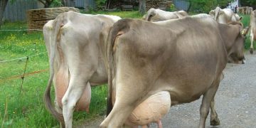 Hoy comenzó la devolución del Fondo Lechero