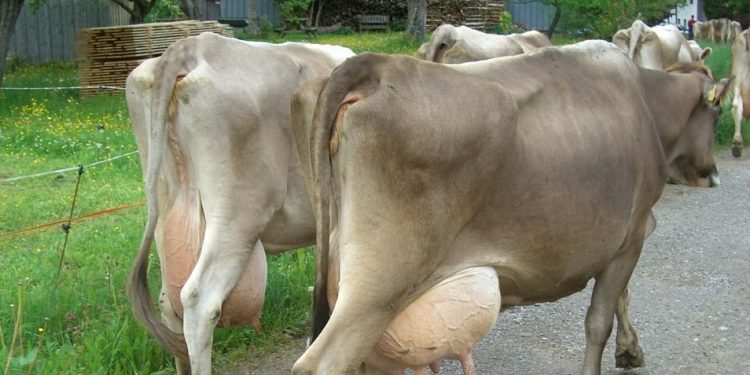 Hoy comenzó la devolución del Fondo Lechero