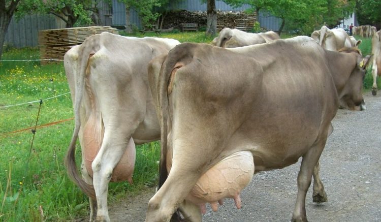 Hoy comenzó la devolución del Fondo Lechero