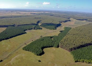 Ley de Ordenamiento Forestal