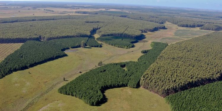 Ley de Ordenamiento Forestal