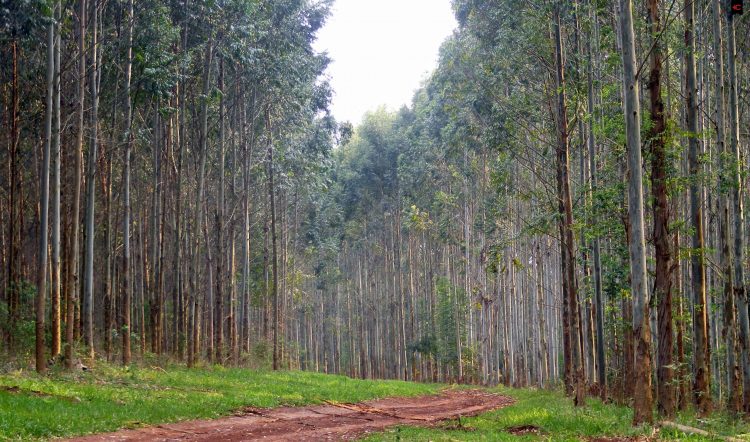 Ley de Ordenamiento Forestal