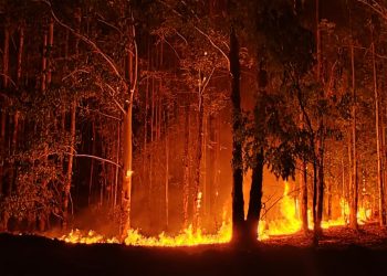 Voraz incendio próximo a áreas forestales en el límite entre Río Negro y Paysandú