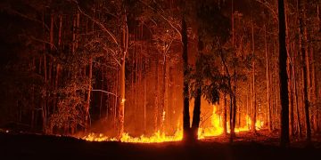 Voraz incendio próximo a áreas forestales en el límite entre Río Negro y Paysandú
