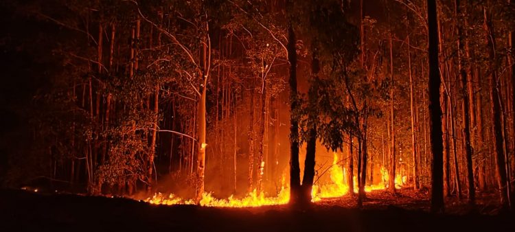 Voraz incendio próximo a áreas forestales en el límite entre Río Negro y Paysandú