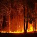Voraz incendio próximo a áreas forestales en el límite entre Río Negro y Paysandú