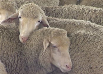 Se acerca fin de año y el precio de la lana sigue incambiado