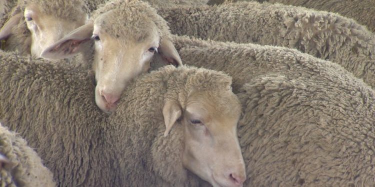Se acerca fin de año y el precio de la lana sigue incambiado