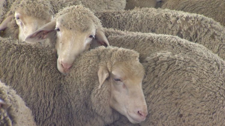 Se acerca fin de año y el precio de la lana sigue incambiado