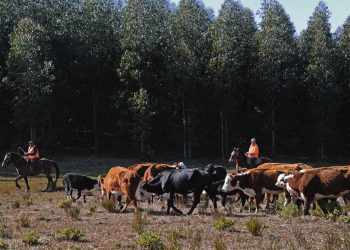 Ganadería habilitó pastoreo en la vía pública en doce departamentos por déficit hídrico