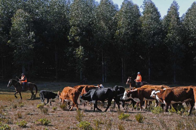 Ganadería habilitó pastoreo en la vía pública en doce departamentos por déficit hídrico