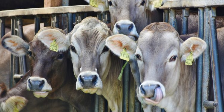 Bajó la leche en polvo, pero se mantiene estable