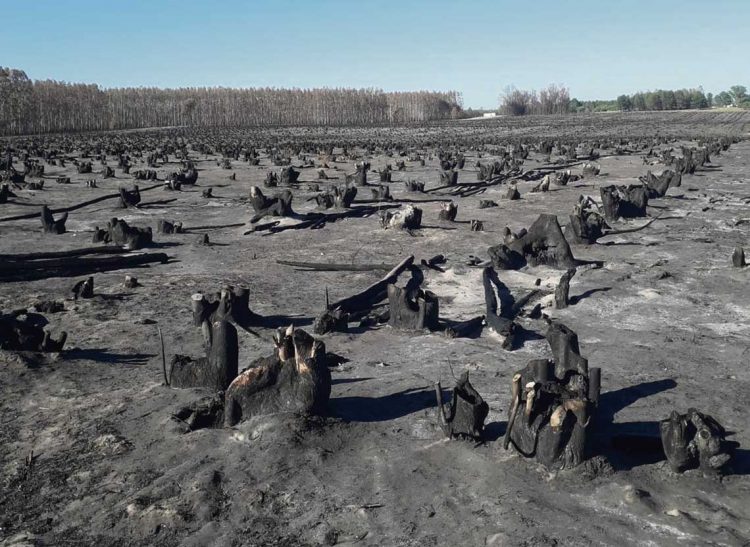 Apicultores esperan resarcimiento de las forestales por pérdidas de colmenas