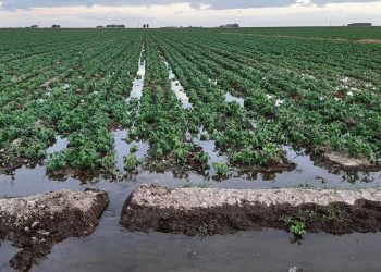 El riego por gravedad, una alternativa indispensable para la soja