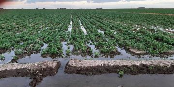 El riego por gravedad, una alternativa indispensable para la soja