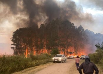 Productores convocan “mesa de diálogo” para determinar responsabilidades en incendios forestales