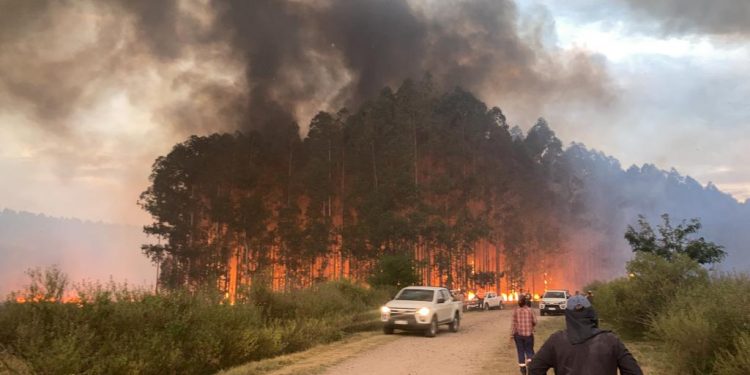 Productores convocan “mesa de diálogo” para determinar responsabilidades en incendios forestales
