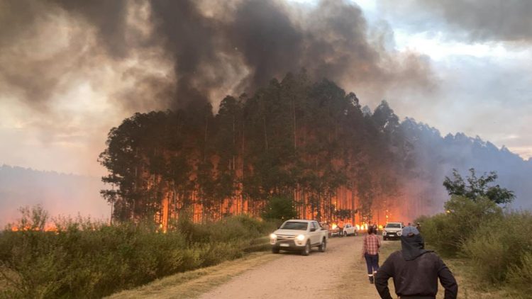 Productores convocan “mesa de diálogo” para determinar responsabilidades en incendios forestales