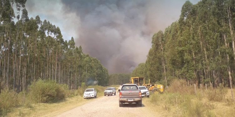 Comparecencia de ministros al parlamento por incendios forestales se posterga por casos de Covid 19