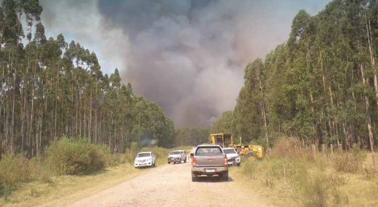 Comparecencia de ministros al parlamento por incendios forestales se posterga por casos de Covid 19