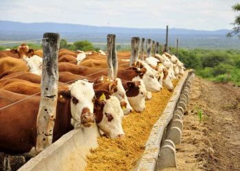 Ganadería y lechería: Los costos de producción han superado los buenos precios de los últimos tiempos