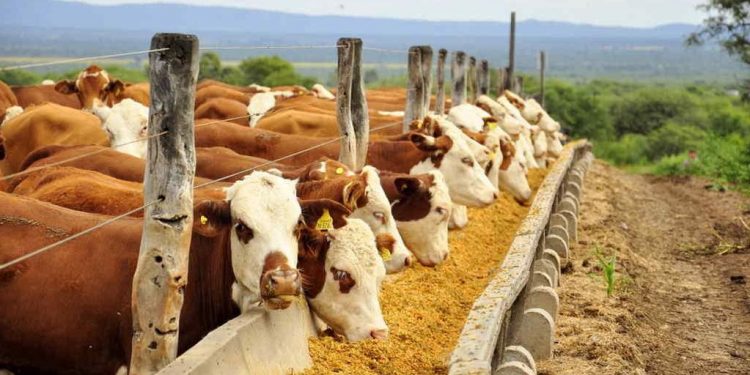 Ganadería y lechería: Los costos de producción han superado los buenos precios de los últimos tiempos
